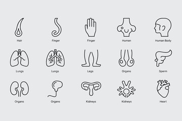 Human Body Organ Icons Set Simple Outline Style Anatomy Education