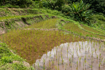 Terraced rice paddy field in Chiangmai, Thailand. Green rice paddy fields.