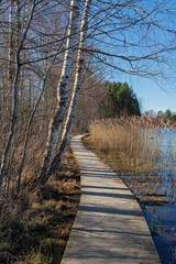 A wooden boardwalk winds along the edge of the lake, framed by bare birch trees and tall reeds under the bright spring sunlight and clear blue sky.