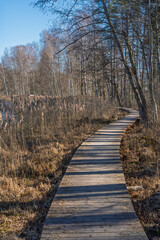 Fototapeta premium A wooden boardwalk winds along the edge of the lake, framed by bare birch trees and tall reeds under the bright spring sunlight and clear blue sky.