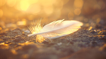 Bird Feather Main Focus and the Feather of a Bird