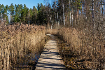 A wooden boardwalk winds along the edge of the lake, framed by bare birch trees and tall reeds under the bright spring sunlight and clear blue sky.