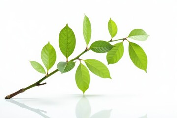 Obraz premium Single branch with leaves and twigs on a white background with subtle reflections, studio, reflection, natural