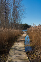 A wooden boardwalk winds along the edge of the lake, framed by bare birch trees and tall reeds under the bright spring sunlight and clear blue sky.