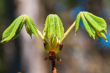 Shoot of a horse chestnut_aesculus hippocastanum