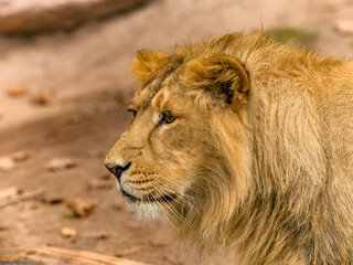 Der L&ouml;we - K&ouml;nig der Tiere