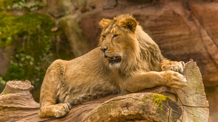 Der Löwe - König der Tiere