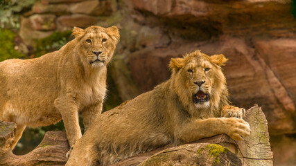 Der Löwe - König der Tiere