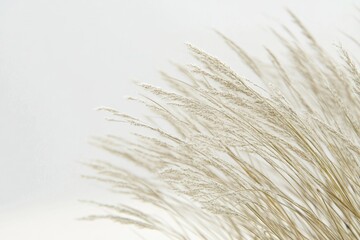 Delicate beige grass swaying gently in the breeze, creating a serene and minimalist scene.