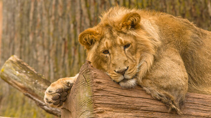 Der Löwe - König der Tiere © Harald Tedesco