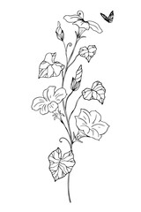 Black and white botanical illustrations, in the style of a linear sketch, hand-drawn. Ipomoea sketch flowers