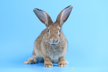 Healthy lovely bunny easter rabbit stands up on two legs, cleaning face, ears, body, sniffing, looking around, on blue screen background. Cute fluffy rabbit, Lovely Animal concept.
