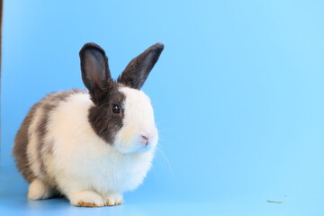 Healthy lovely bunny easter rabbit stands up on two legs, cleaning face, ears, body, sniffing, looking around, on blue screen background. Cute fluffy rabbit, Lovely Animal concept.
