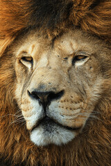 Lion (Panthera leo) The lion's detail portrait 