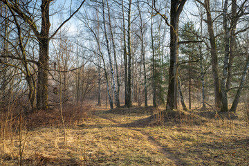 Autumn forest in the morning