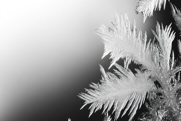 Obraz premium Intricate ice crystals form delicate, feather-like patterns against a dark background.