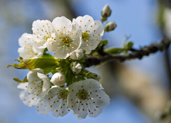 The pure white petals of the opened cherry flowers stand out beautifully against the soft azure of...