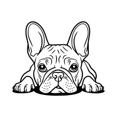 Cute puppy, a small French bulldog breed isolated on a white background