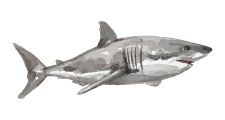 Hand painted watercolor shark