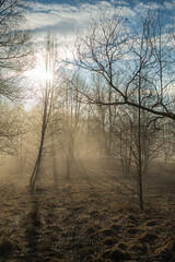 Misty morning in the forest