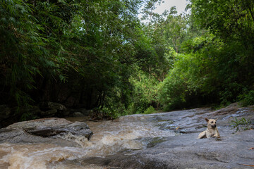 A Playful Dog joyfully frolicking by the Riverbank.