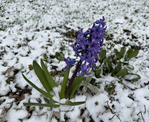 Purple hyacinth blooming in early spring, surrounded by snow-covered ground. A vivid sign of life...