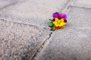 A small colorful pansy flower growing between paving stones. Symbol of resilience and beauty in unexpected places, captured in a close-up urban setting.