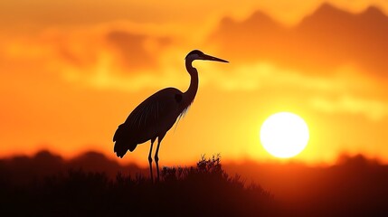 Silhouette of a heron standing in tall grass with the sunset in the background.