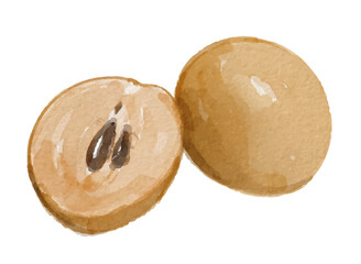 Hand painted watercolor sapodilla fruit isolated