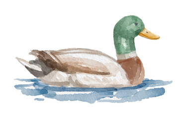 Watercolor mallard duck hand painted