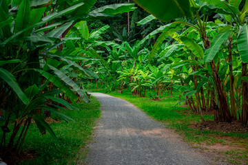 road in the jungle