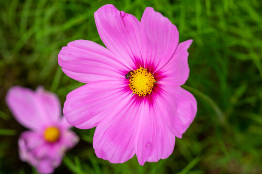 pink cosmos flower in spring
