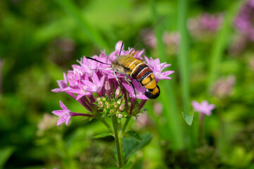 bee on a flower