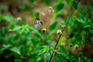 butterfly on a green grass