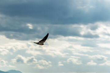 When swallows come, they catch flies in the air