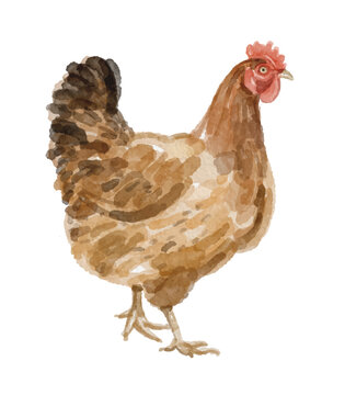 Watercolor chicken hen hand painted