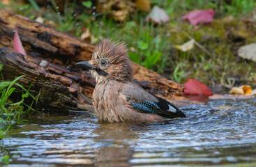 A jay swims in a pond in early spring