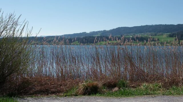 Uferweg mit Schilf im Fr&uuml;hling am See, Naturschutzgebiet am Greifensee in Uster, Kanton Z&uuml;rich