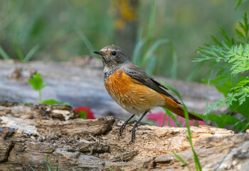 Male redstart perched on fallen tree against green grass background