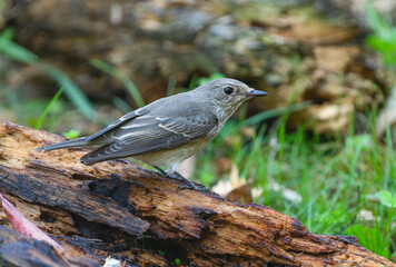 Small songbird on a fallen tree in the forest, close-up