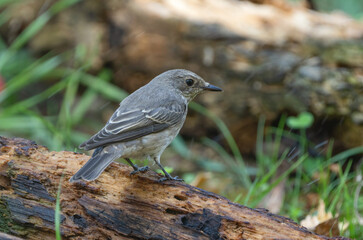 Small songbird on a fallen tree in the forest, close-up