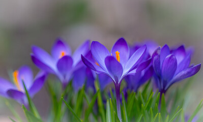 Blooming crocus flowers in close-up on a blurred background