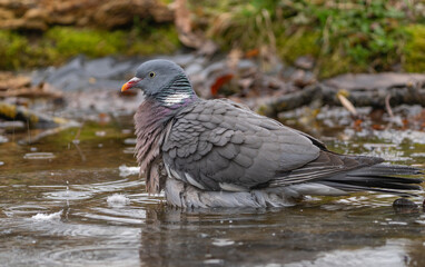 Wood pigeon vyakhir swims in a pond in early spring