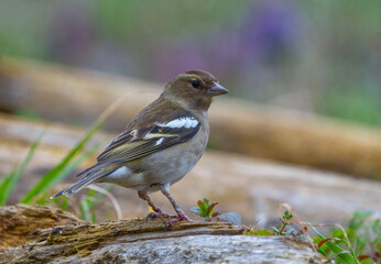 Female chaffinch perched on a tree trunk in natural surroundings