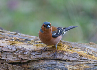 A common chaffinch perched on a log in the forest, looking at the camera