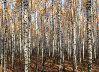 Autumn birch forest with golden leaves and sunlight