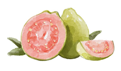 Hand painted watercolor red guava isolated