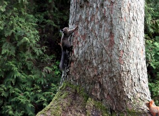 wild animals Sciurus vulgaris-Squirrel in park at spring