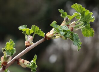 growing fresh new leaves on tree at spring
