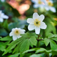 Anemones - spring flowers in the forest